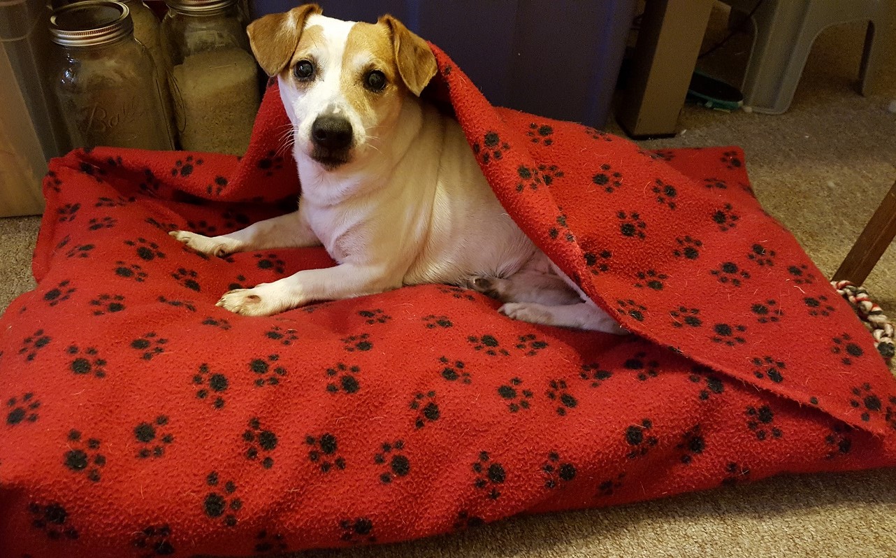 Multipurpose dog bed from pillow stuffing and blanket - Teadoddles